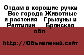 Отдам в хорошие ручки - Все города Животные и растения » Грызуны и Рептилии   . Брянская обл.